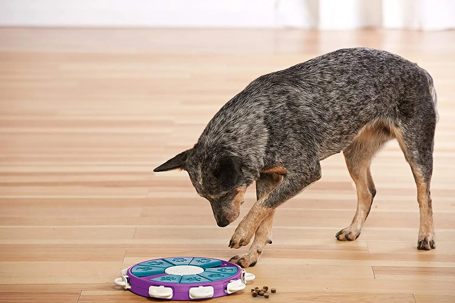 Puzzle Twister – Give the Dog a Ball