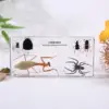 White  Specimens of six beneficial insects