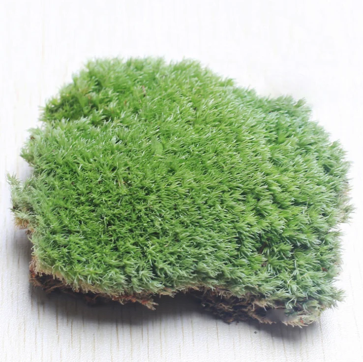 сохраняем мох. комнатный мох. Micro moss. сохраняем мох. сфагнум.
