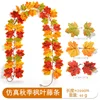 เถาวัลย์เมเปิ้ลฤดูใบไม้ร่วง 26 หัว - B [2ม.]