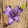 Viola