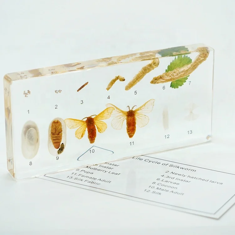 家蚕真虫标本动物教学标本的生命周期 Buy 动物教学标本 蚕标本 真正的昆虫标本product On Alibaba Com
