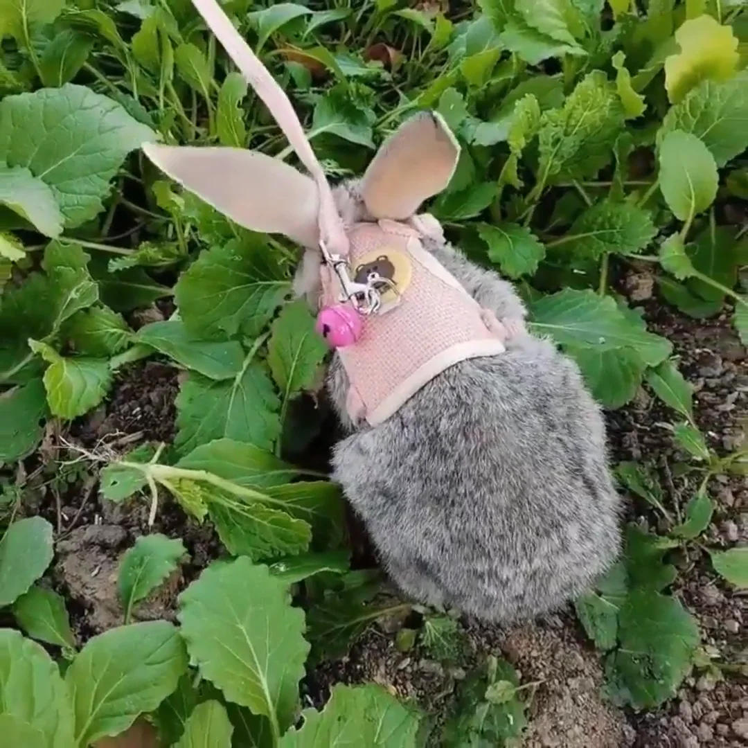 Newest Cute Rabbit Harness Leash Set Bunny Pet Accessories Vest Clothes