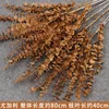 Caramel color, five-pronged eucalyptus branch