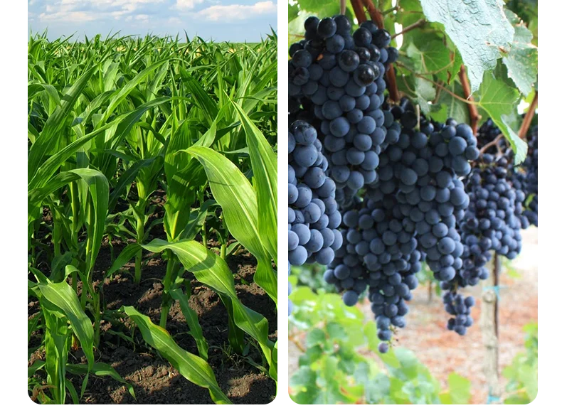 Fertilizers Watermelon Agricultural Watersoluble Foliage Organic Npk