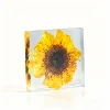 Girasol
