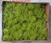 L-04 Spring green