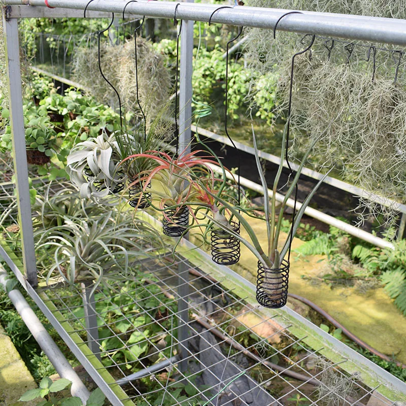 Wire Rack For Plants Outdoor Indoor Metal Wire Spiral Air Plant Rack Metal Long Hanger Air ...