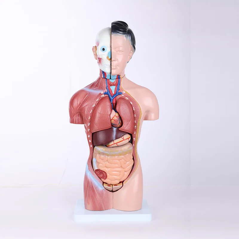 鮮やかな45cm女性人体模型胴体、取り外し可能な臓器付き、看護学校