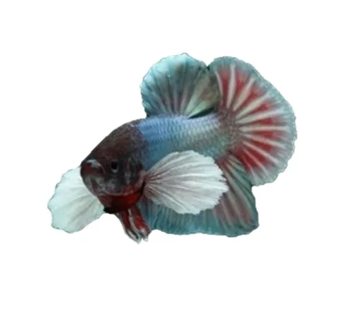 Hmpk Copper Dumbo Betta マルチカラータイベタフィッシュプレミアムクオリティプラカットシャムファイティングフィッシュオーナメントアクアリウム Buy タイベタの魚 をファイティング魚 ベタの魚 Product On Alibaba Com