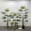 California sunflower120cm