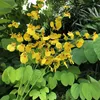 9#  Orchidea Peacock Dancing-Lady Gialla