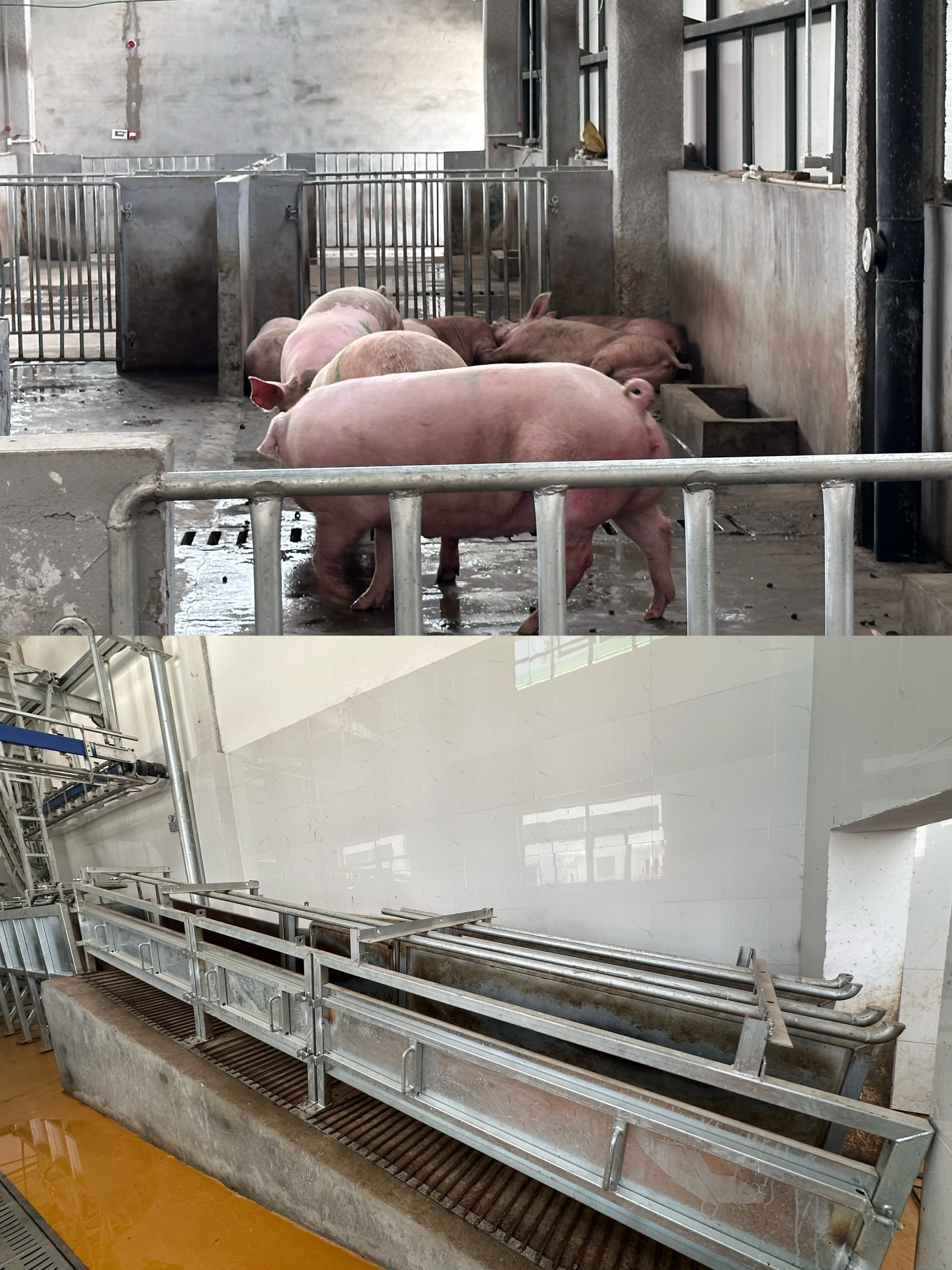 Automatic complete pork slaughtering line equipment for modern pork processing plant