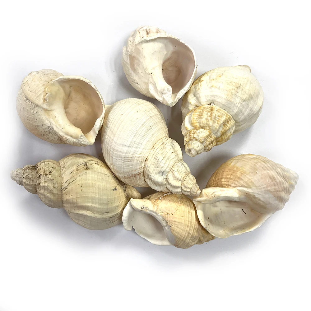 Sc Shaped Shell Home Decor Styles Spiral Sea Shells Ocean Beach Conch Small Seashells ...