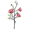 Rosa Style3