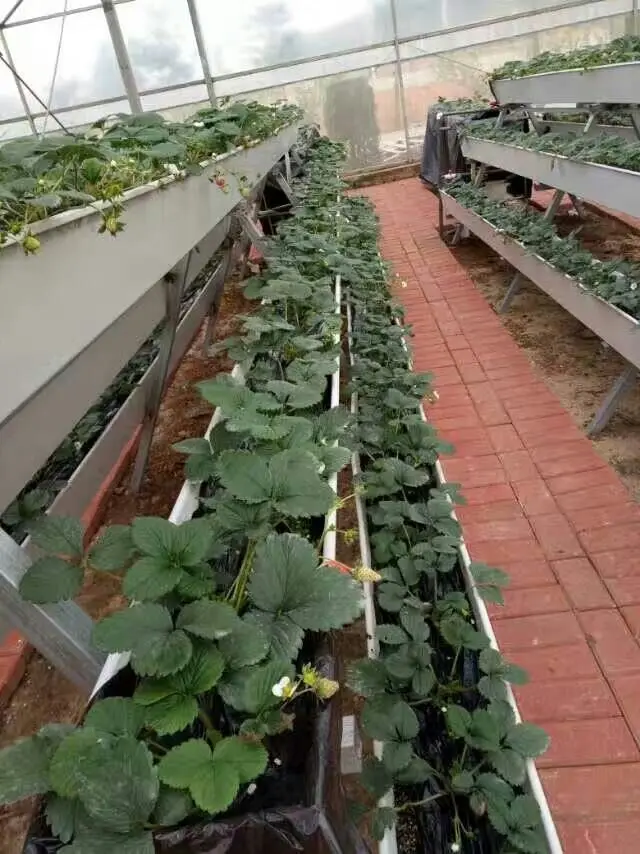 indoor growing systems