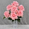 Rosa pieno