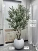 Olivo da 210 centimetri + vaso da 60 cm