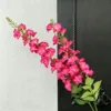 Rosa madeira
