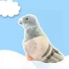 Piccione grigio