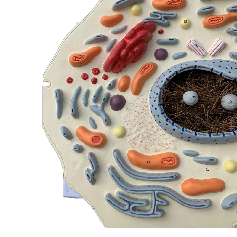 Hot Sale PVC Intuitional Teaching Aid Submicroscopic Animals Cell Model for Training Anatomical Model
