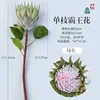 Single-stem Queen of the Night Green