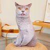 Blue cat