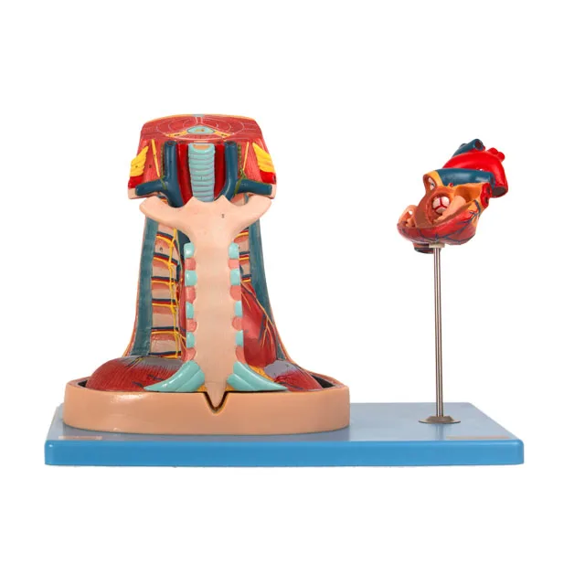 GD/A13014 General Doctor Mediastinum Model