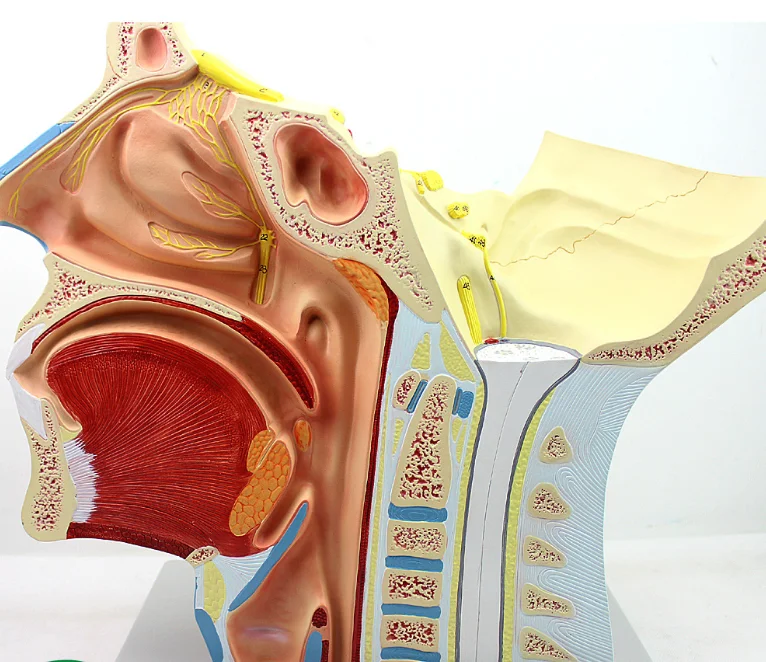 Anatomical Model of Brain Nerve Distributing in Head and Neck Used Cpr Manikins Body Science