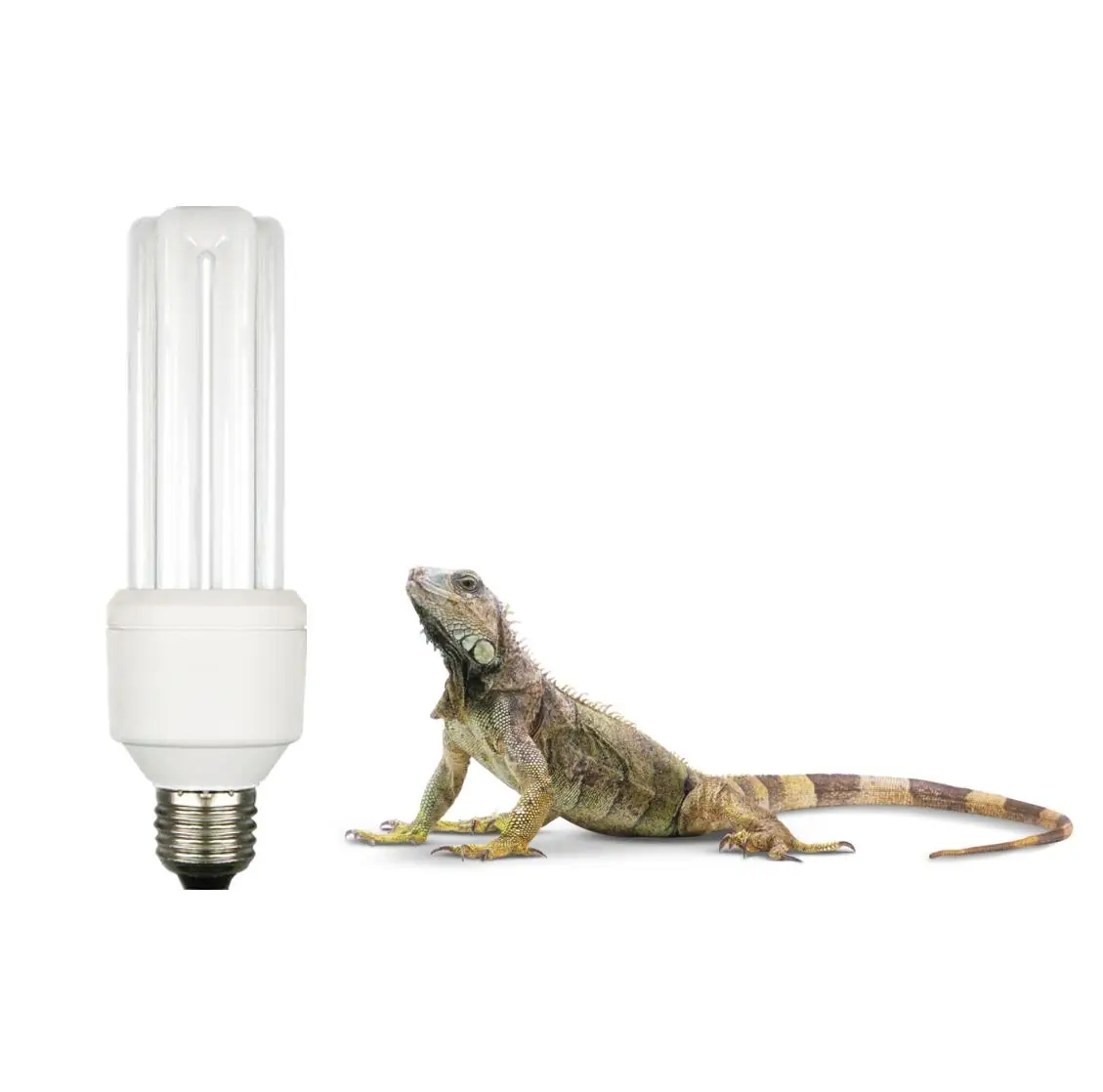 uvb lamp for bearded dragon