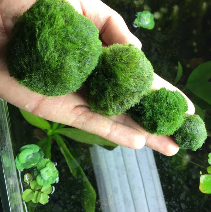 Moss Balls for Fish Tank Aquarium Decorations: Enhance Aquatic