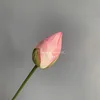 Small lotus buds