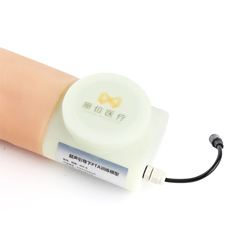 Ultrasound guided surgical training model    Medical model of venipuncture arm surgery
