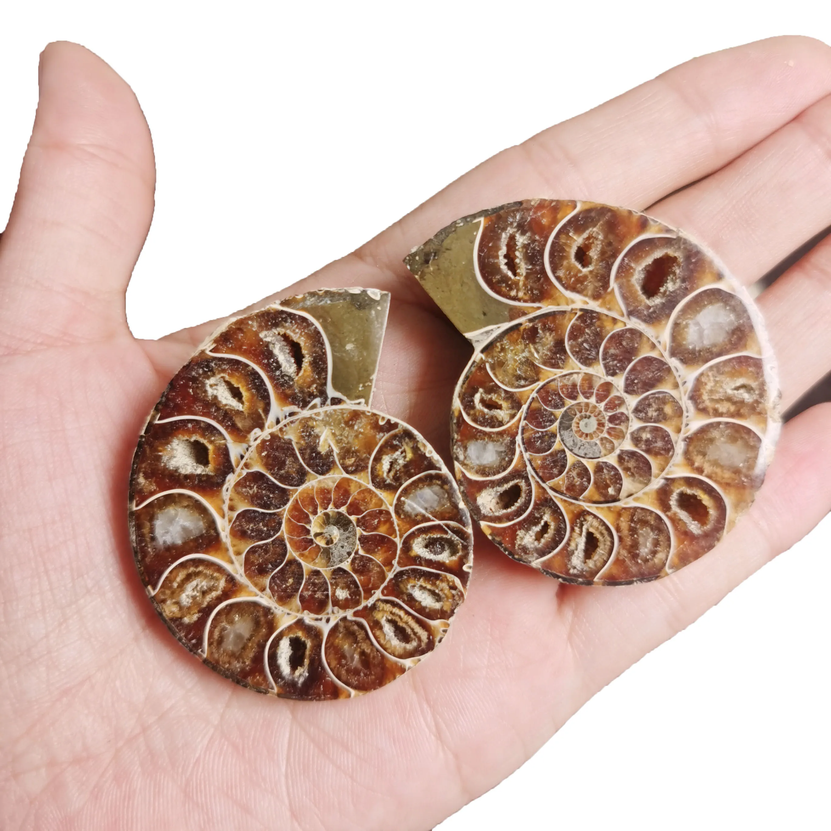 Conch Fossils Slice Rainbow Ammonite Fossil Stone Snail Conch Fossil Specimen