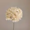 แชมเปญ