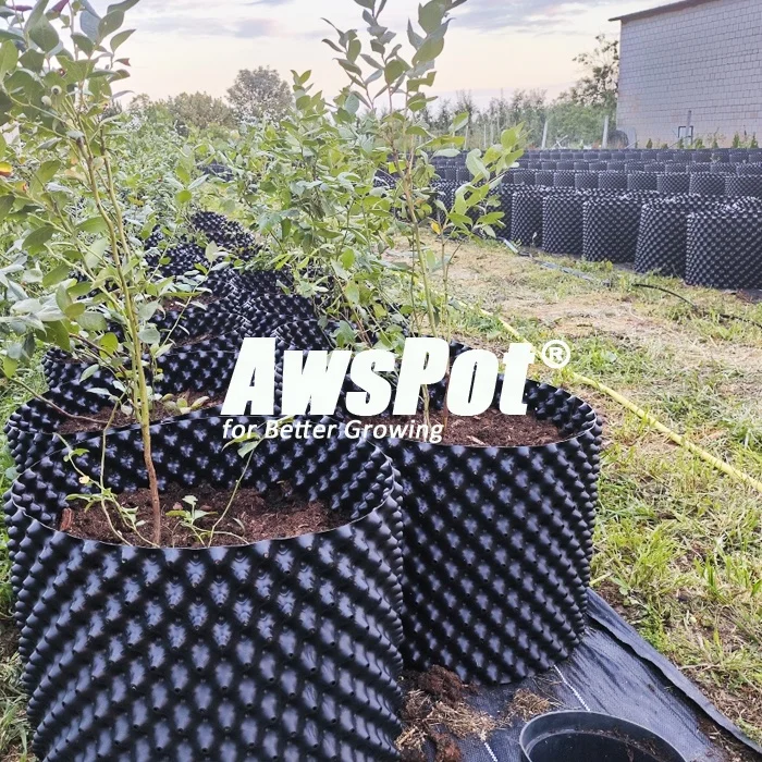 buy a jade plant Jade Plant for Sale Including Care Guide