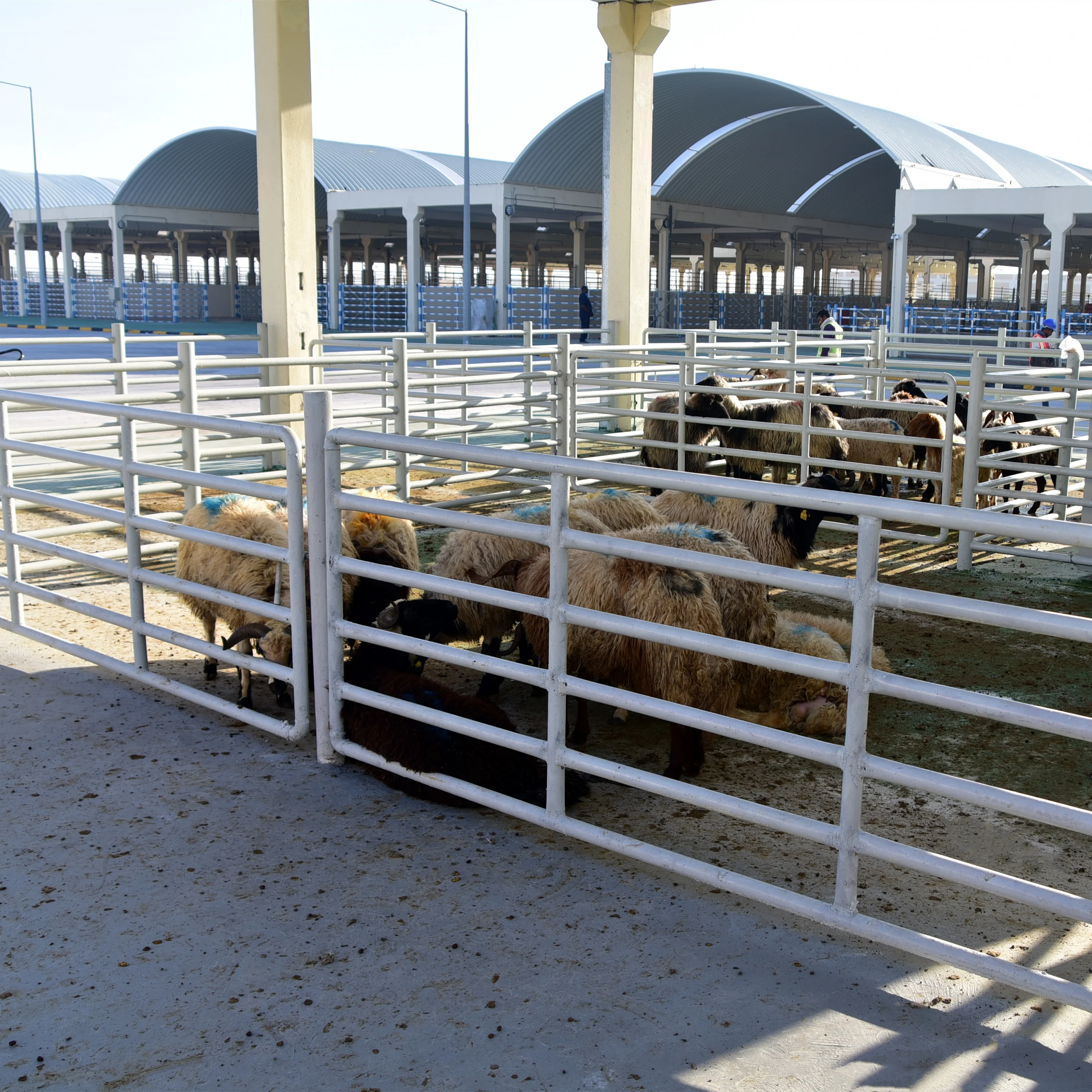 High efficiency lamb slaughtering plant machine lamb slaughtering process