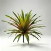 52cm, 60 leaves with red edges