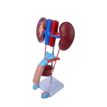 Testosterone Boosters for Women