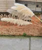 Cabeza 70-80cm, 140cm total