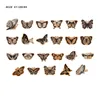 B-butterfly
