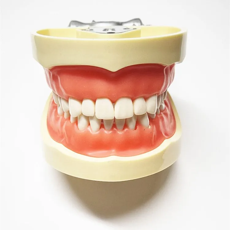 
 Стоматологическая модель 32 задних зубцов модель практики полный рот съемные зубные десны студентов практика задних отверстий  