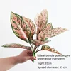 Hosta-H5 a 10 foglie