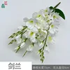 Gladiolus PP White