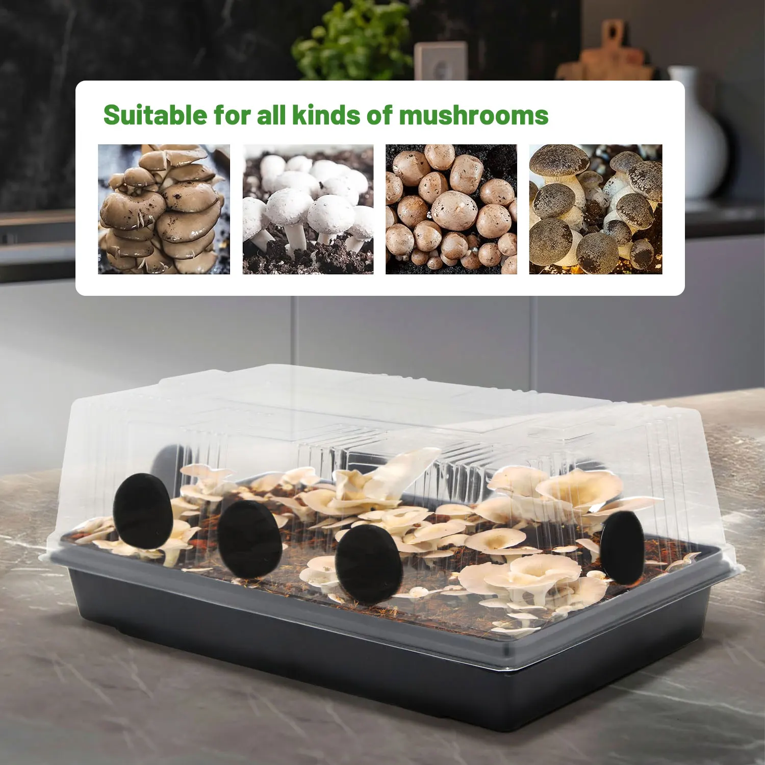 Complete Mushroom Grow Kit Box for Dung Loving Mushrooms with Filter Cotton for Plugging Holes , Seedling Planting Pad Paper