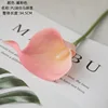 Rosa suave