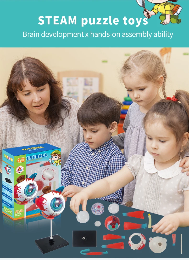 Eye Science Kit Customized Human Organs Structure Science Kit 4D Eyeball Assembly Toys ...