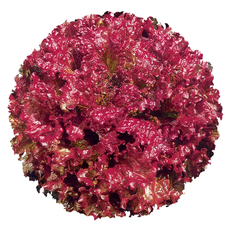 red vegetable seeds purple lettuce seed for planter - buy