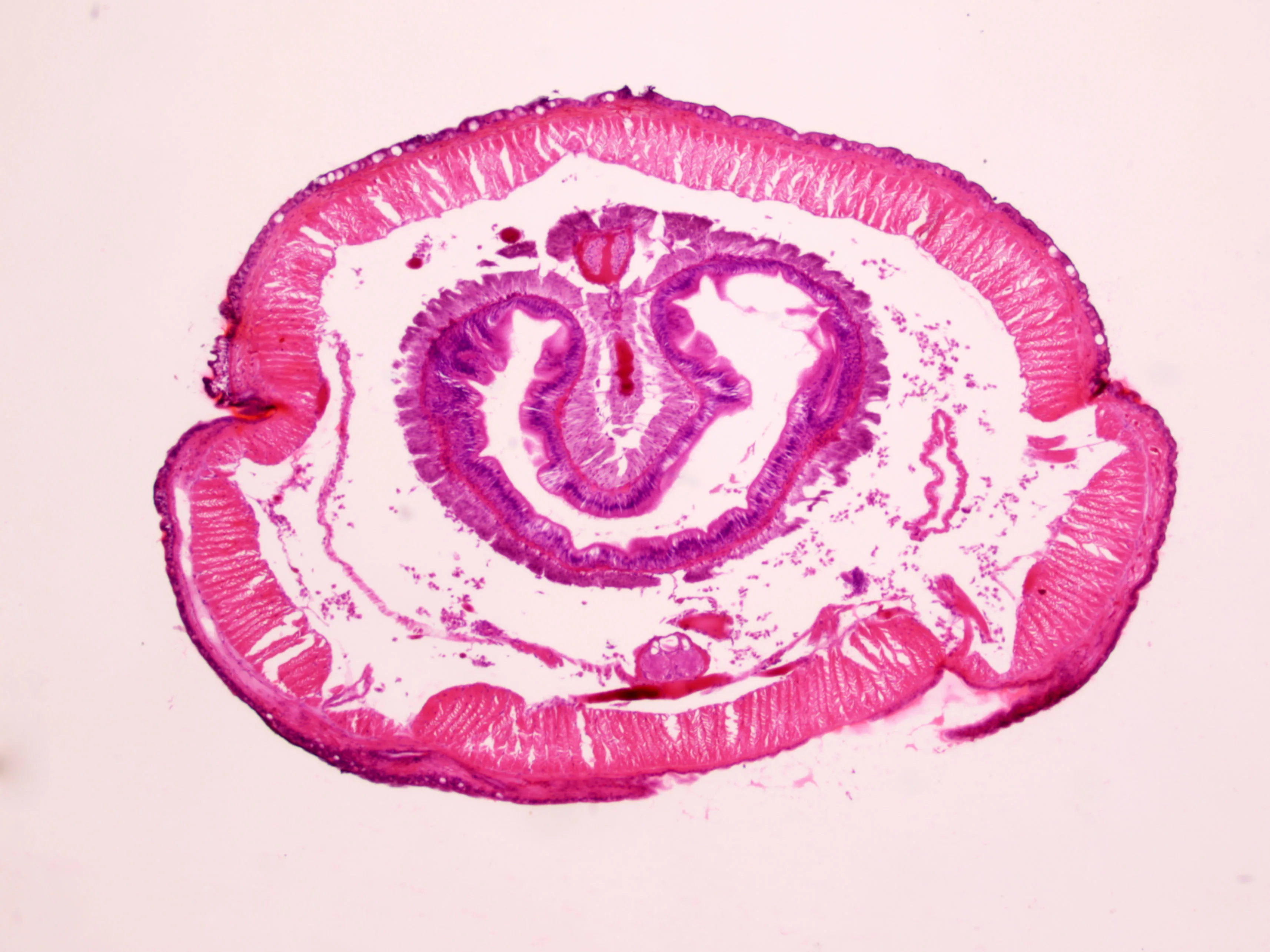 Biological Microscopes Slides Middle School Student Gift Teaching