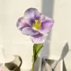 Open tulips, light purple